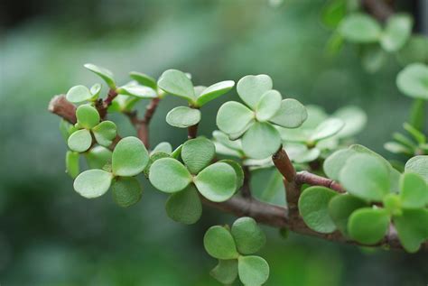 小銀杏分株|室內種植 NG 的多肉植物 (1)：銀杏木 雅樂之舞 